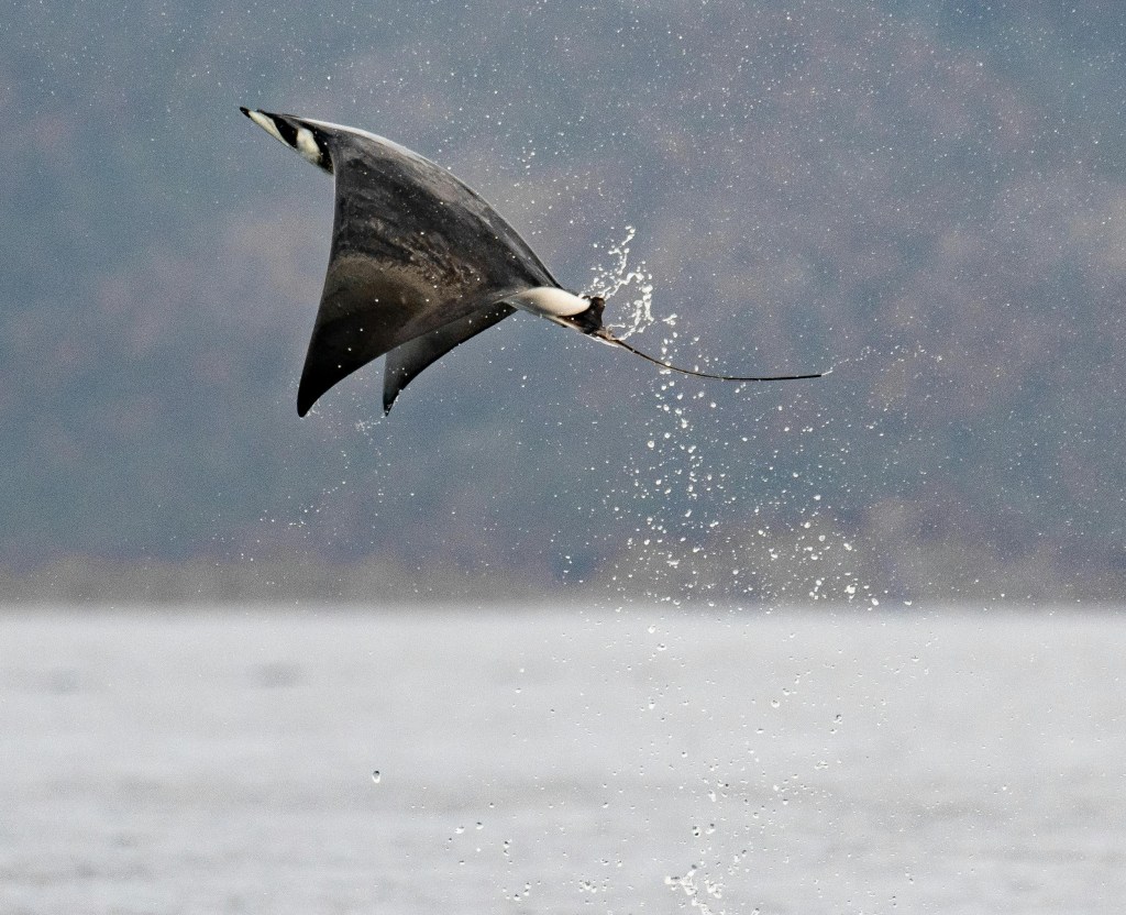 Photo by Nico Marín: https://www.pexels.com/photo/mobula-in-sea-26045355/