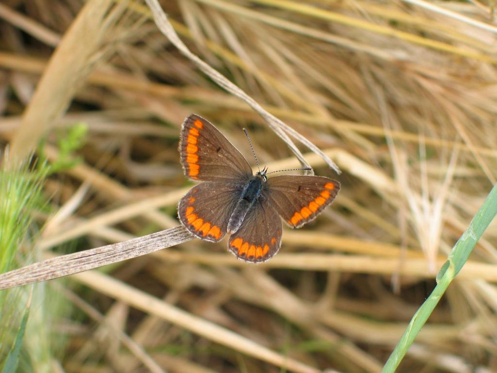 Photo by Roman Biernacki: https://www.pexels.com/photo/brown-argus-butterfly-on-twig-19281584/