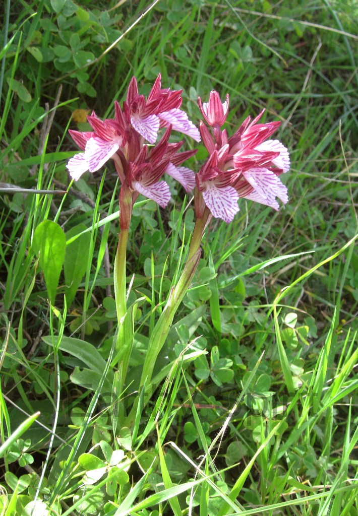 The butterfly orchid, Orchis papilionacea ssp