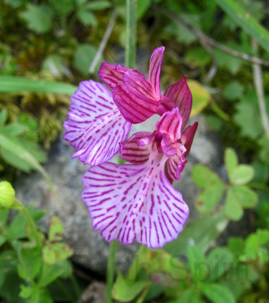 The butterfly orchid, Orchis papilionacea ssp