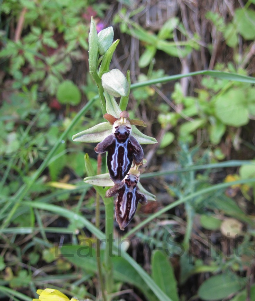 The Grecian spider orchid, Ophrys spruneri