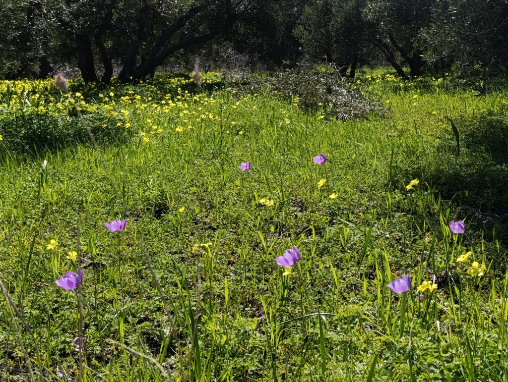 purple anemones in an olive grove
