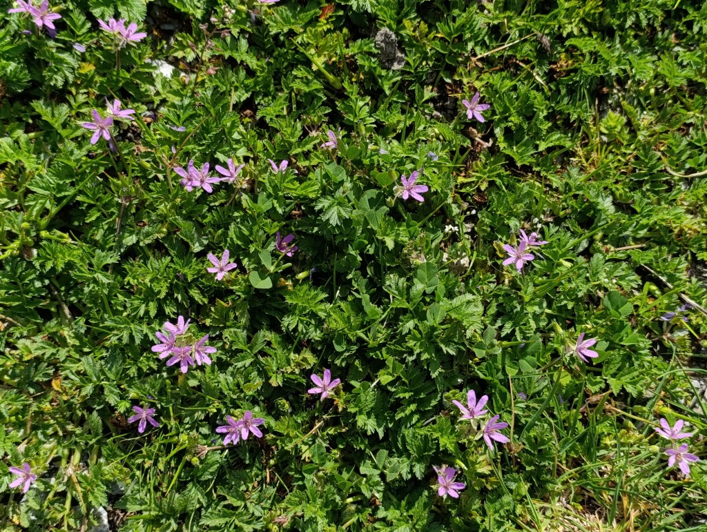 wild erodium