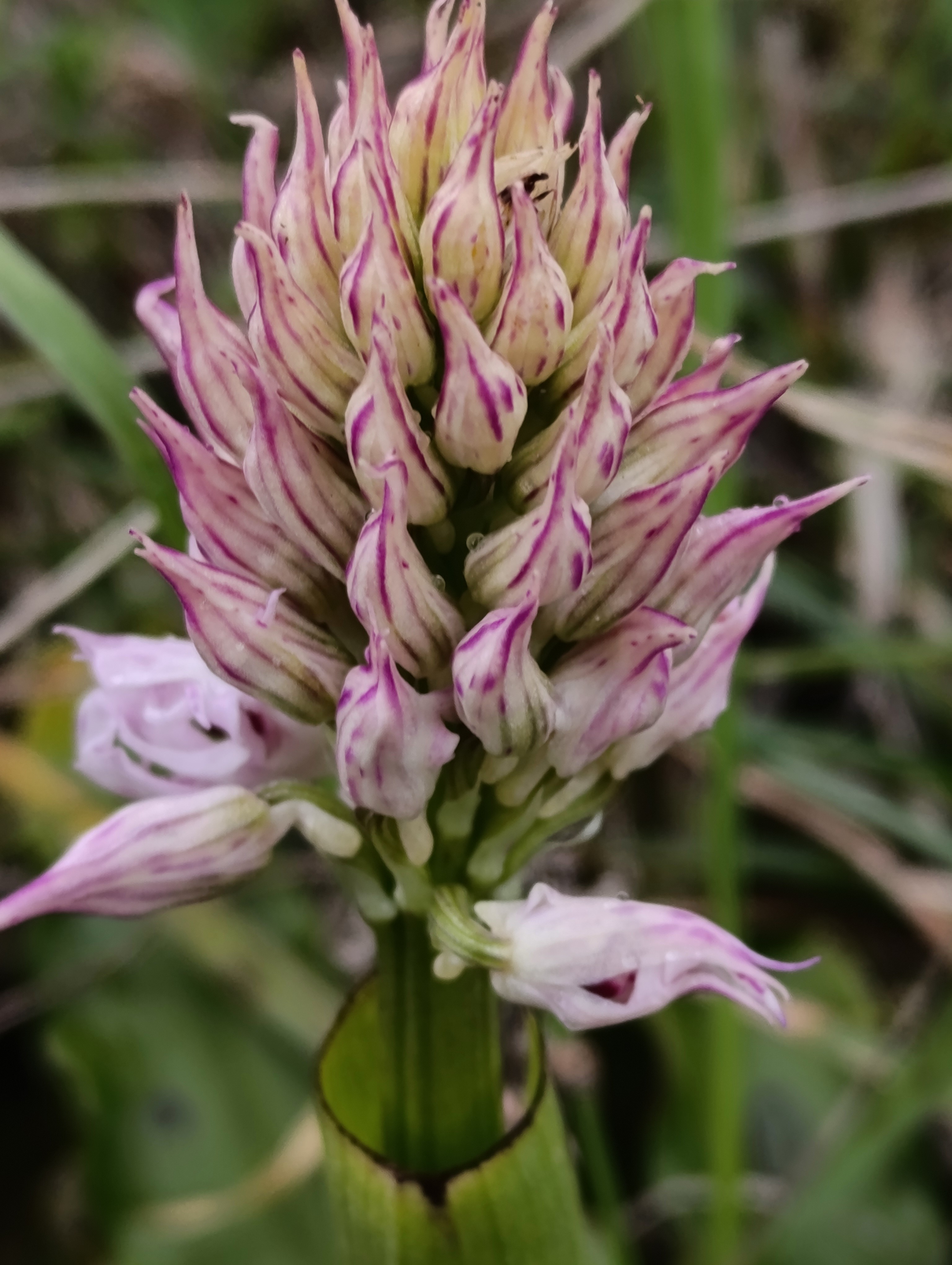 Orchid flower getting ready to open