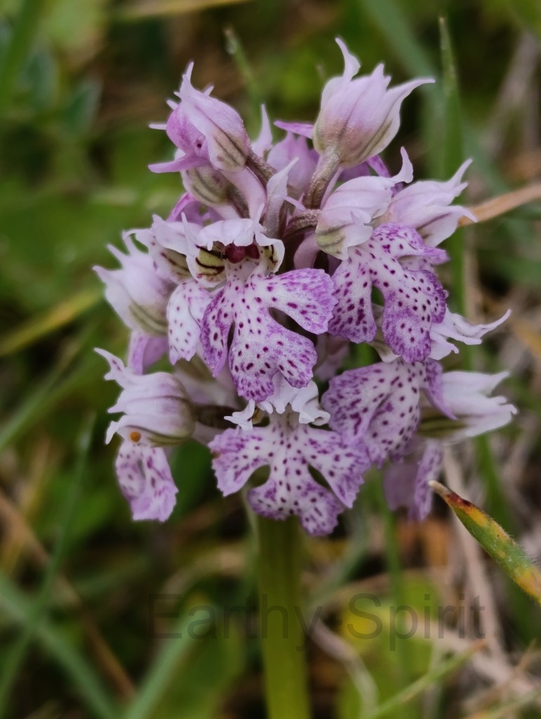 Orchis lactea, the milky orchid, growing in the grassy undergrowth.