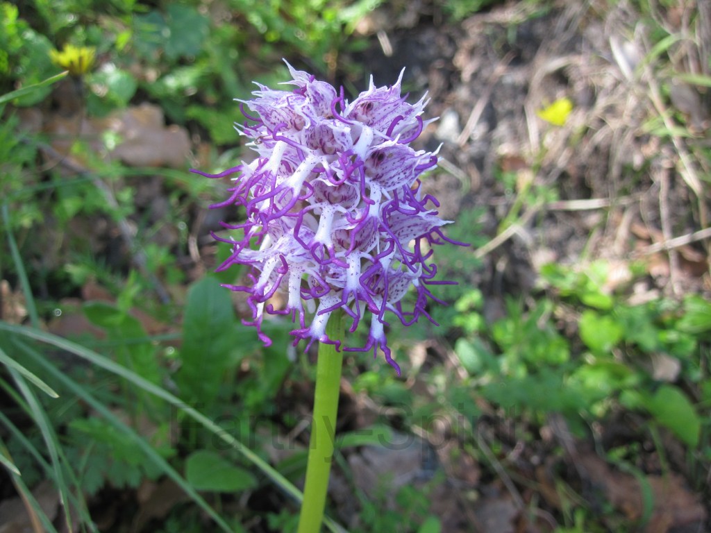 The monkey orchid, Orchis simia