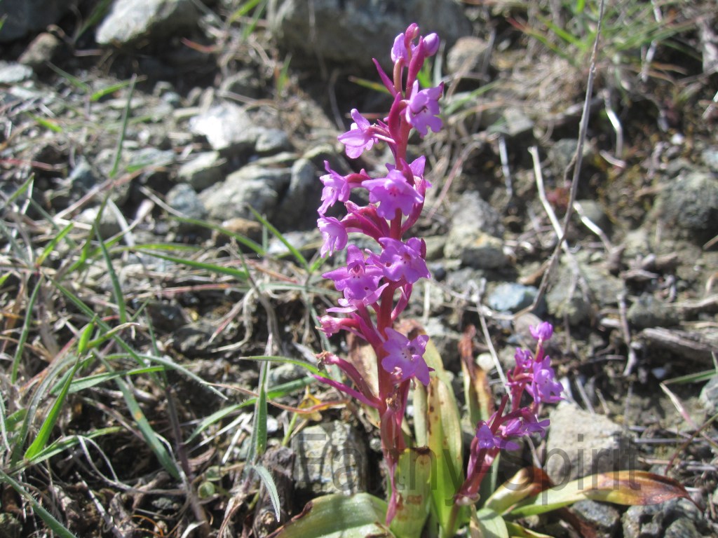 Orchis quadripunctata, the four-spotted orchid