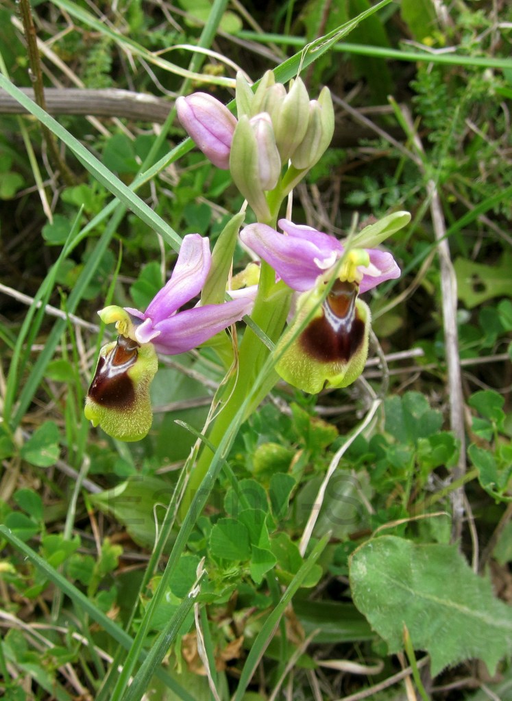 The sawfly orchid, Ophrys tenthredinifera