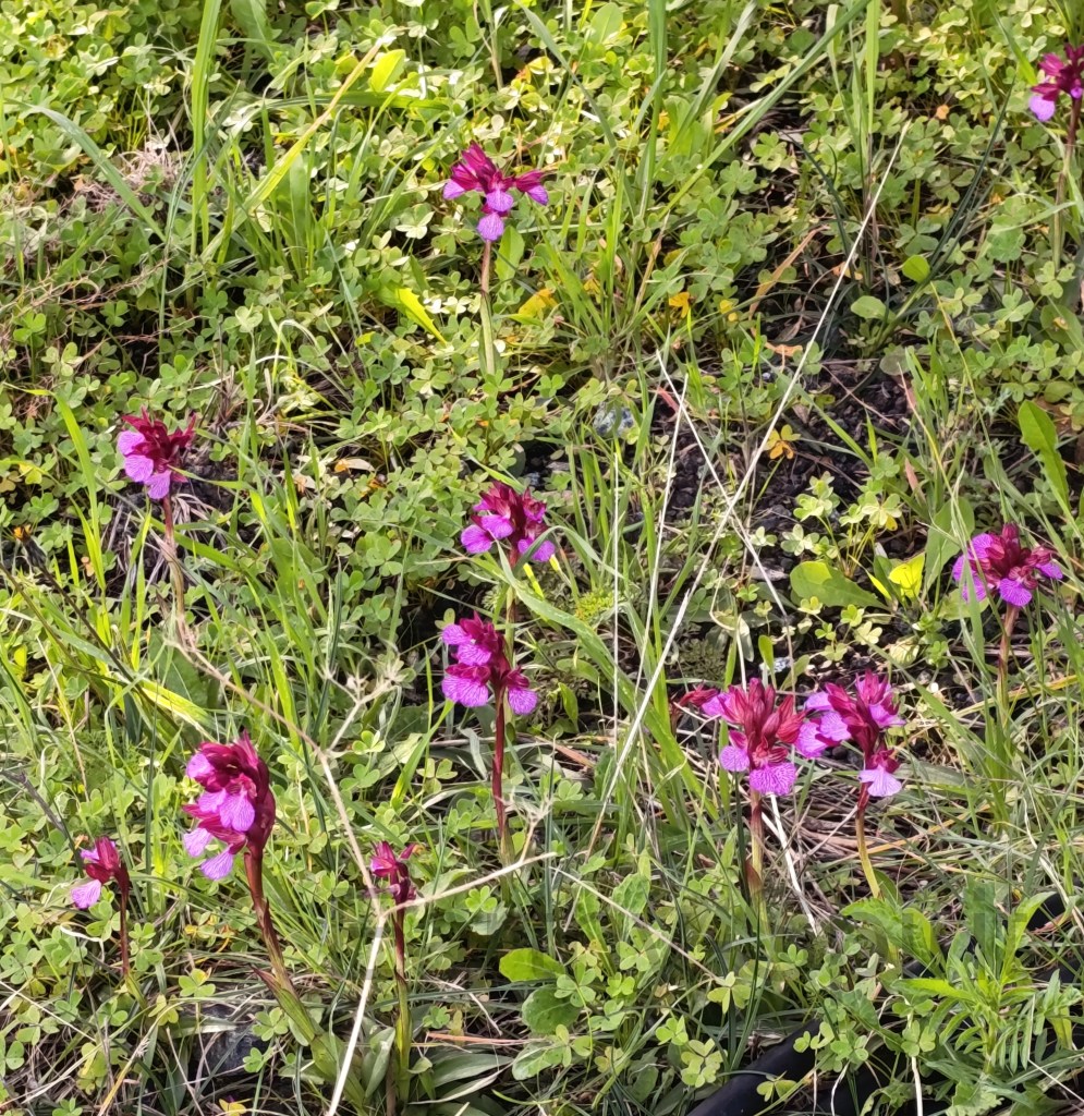 Butterfly orchids, Orchis papilionacea ssp, growing in a grassy field.