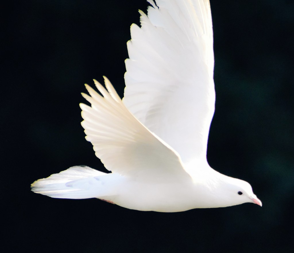 Image by Shubhankar Bhowmick (@aranyaa)