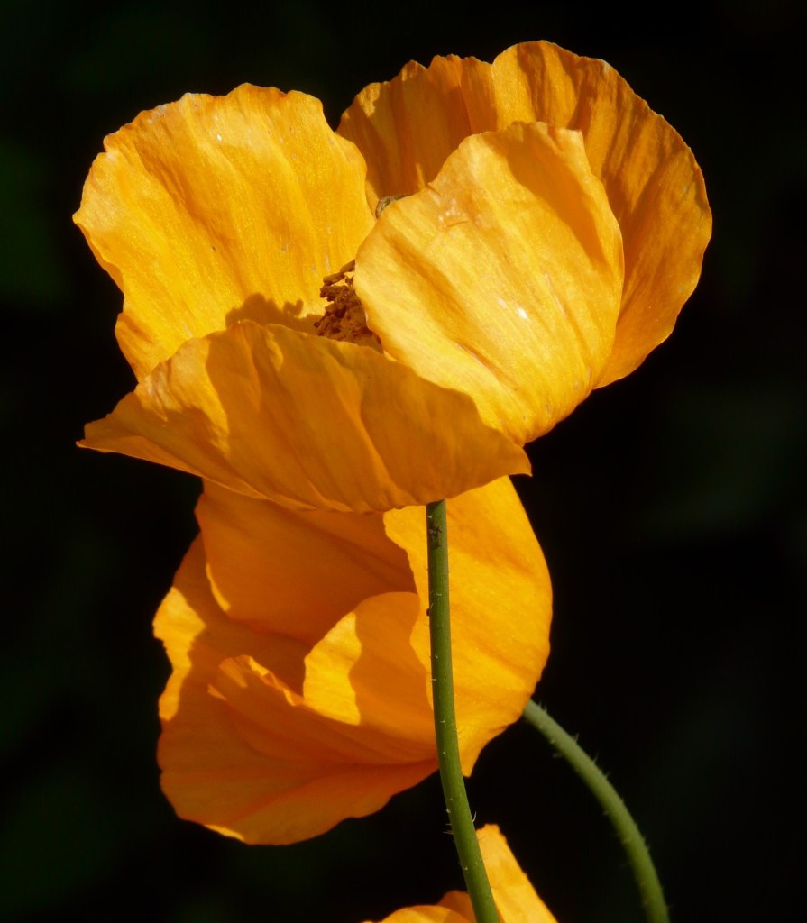 Image by Hans from Pixabay.