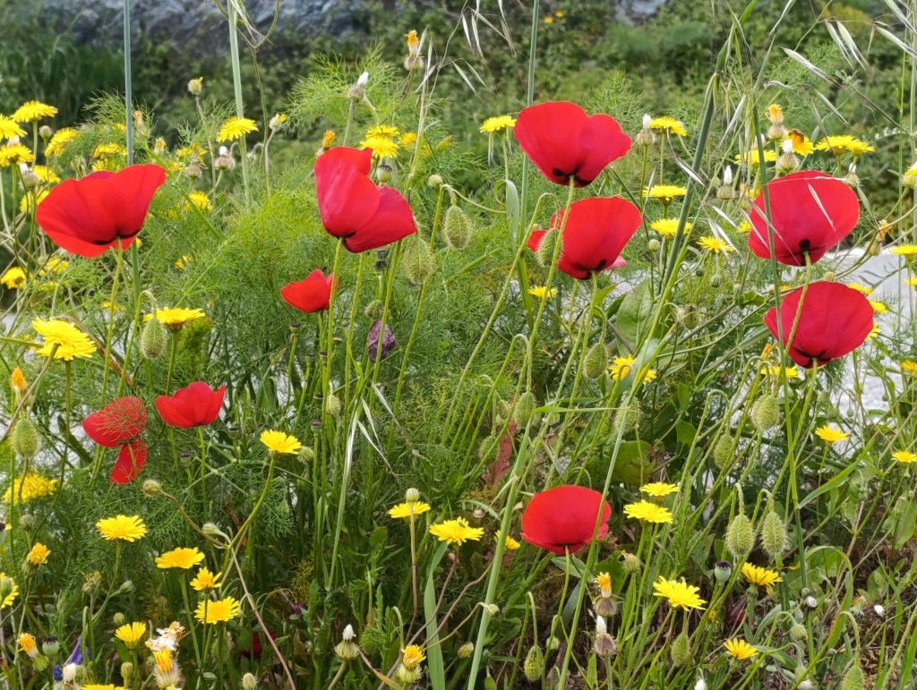 Poppies and dandelions growing at the roadside