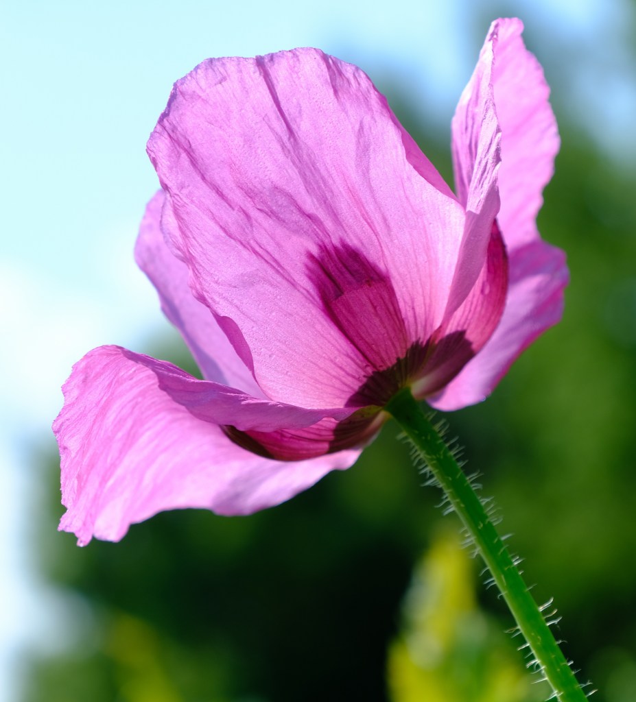 Image by nickype from Pixabay.