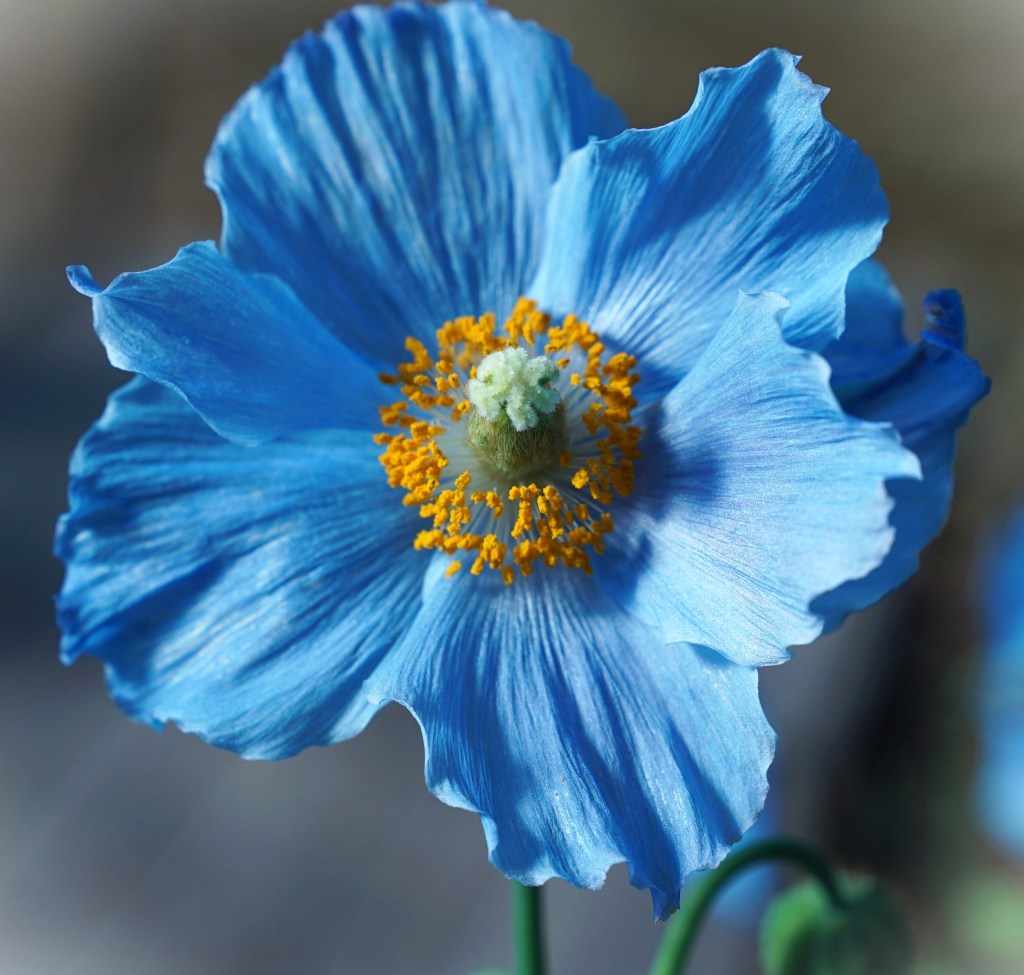Image by Spencer Wing from Pixabay