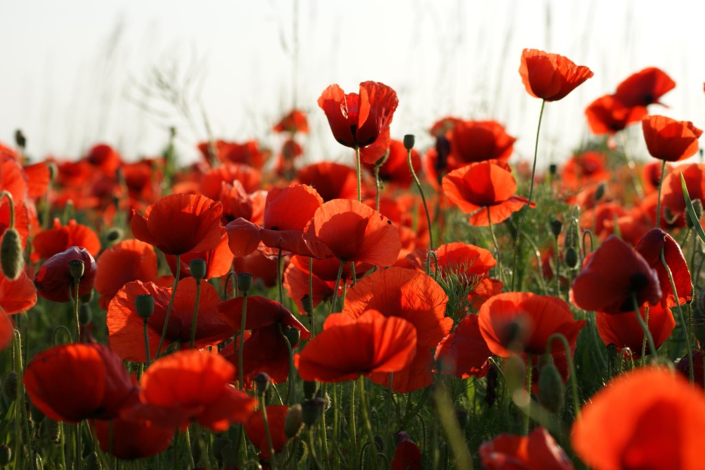Image by vijakob from Pixabay.