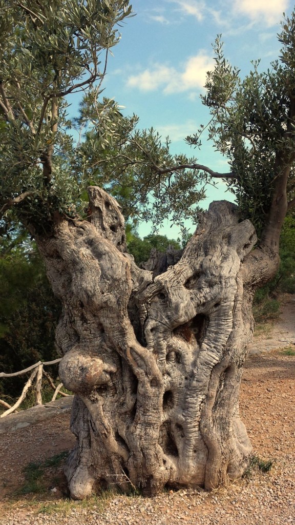 Ancient olive tree Greece, image by SimoneR pixabay