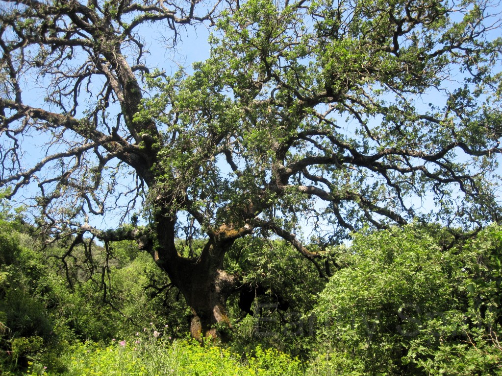 A beautiful ancient tree in my home village. 