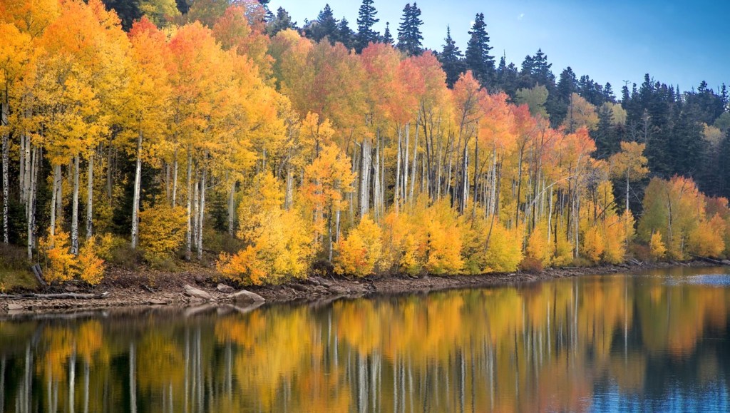 Yellow leaved trees pixabay